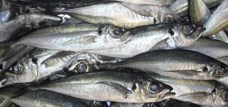 Trachurus trachurus_008